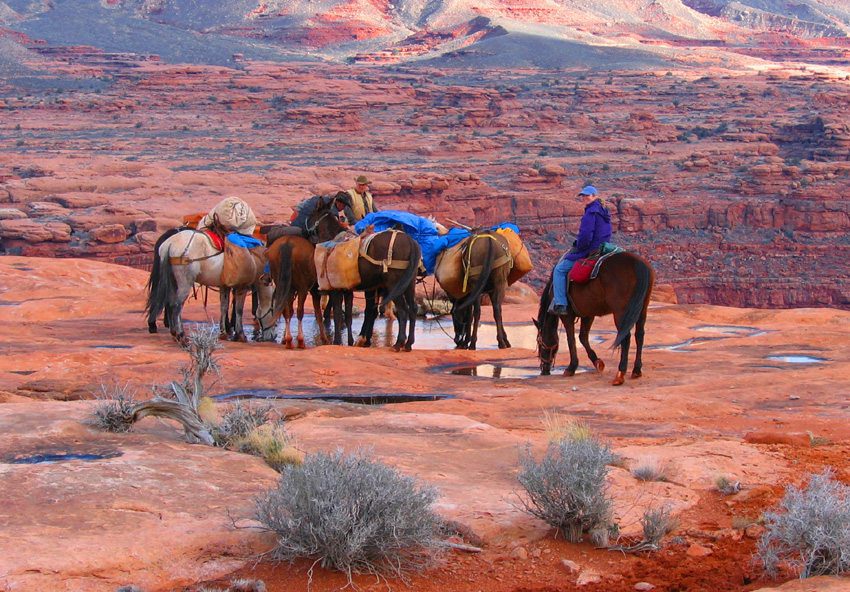 Grand Canyon Donkey Rides Supai Tunnel North Rim Mule Ride Review Of