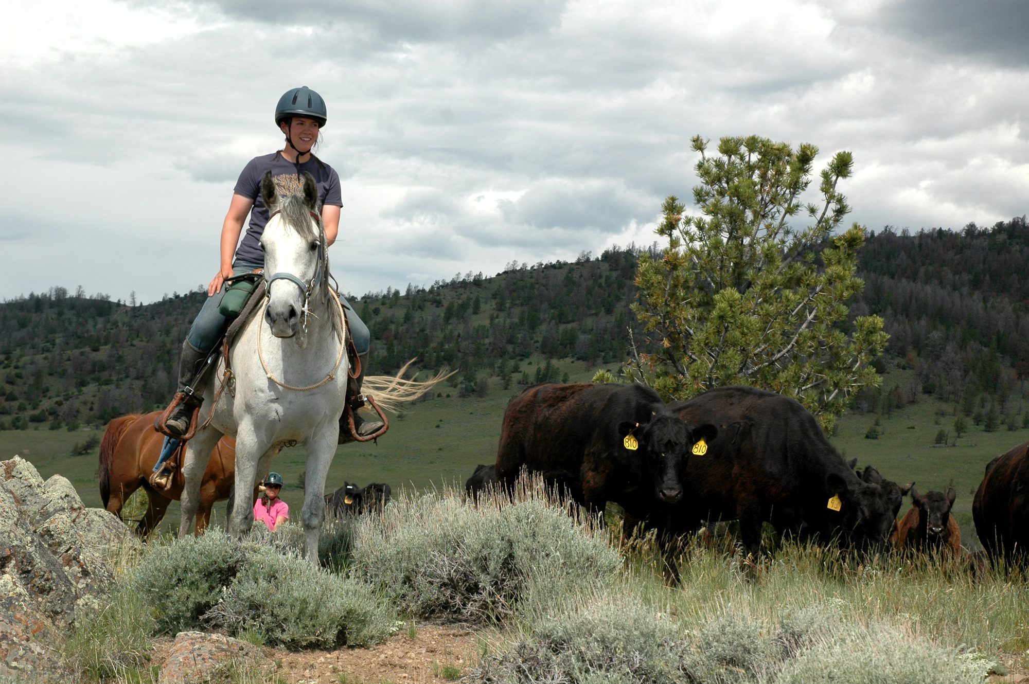 Cattle Range Riding Weeks Equitours Horseback Vacations Worldwide