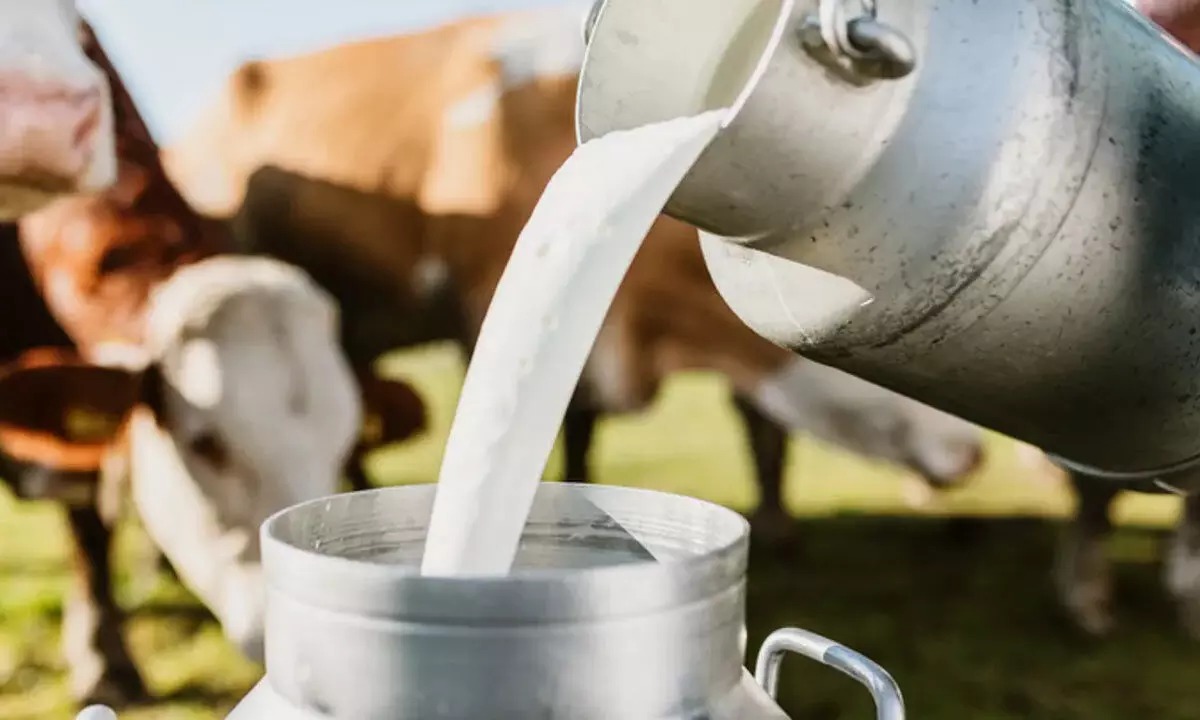 India Ranks First in Global Milk Production Equitypandit