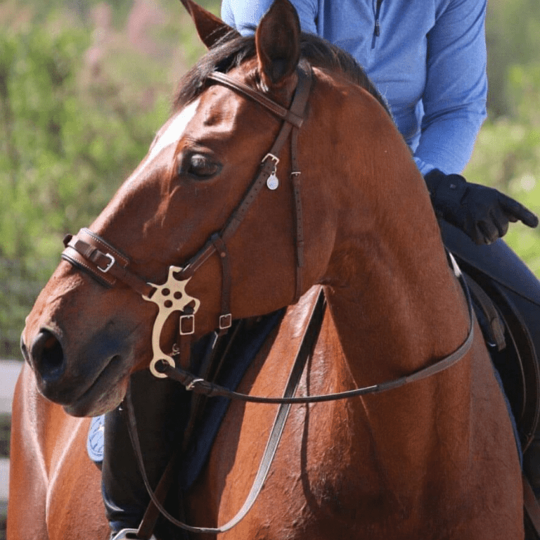 English Bridles EquuSport Custom Saddlery