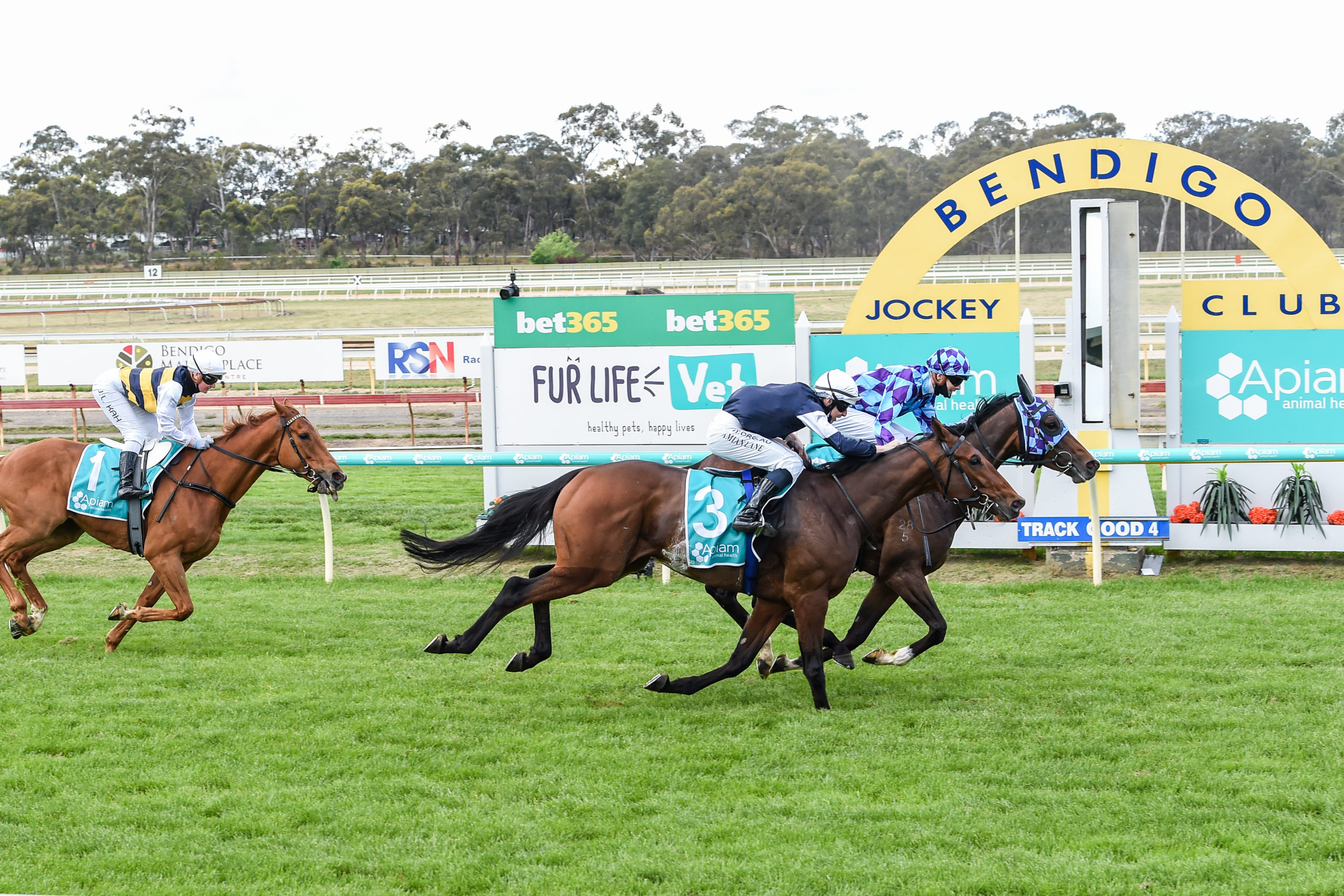 2021 Bendigo Cup Horse Racing Tips Equus Racing
