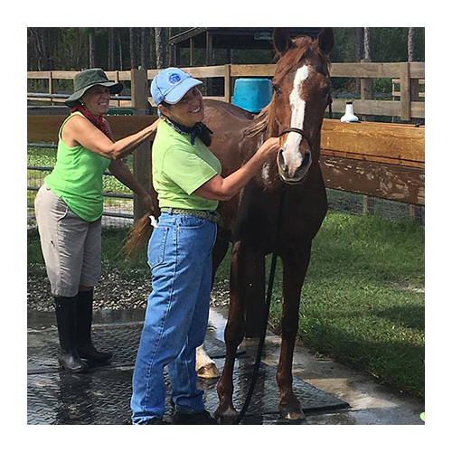 Equine Rescue & Adoption Foundation Home