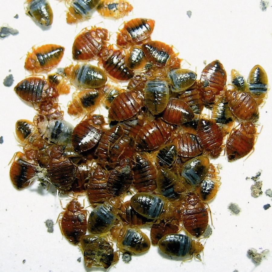 Bed Bug Pest Control Eraserpest Cambridgeshire, Essex and Suffolk