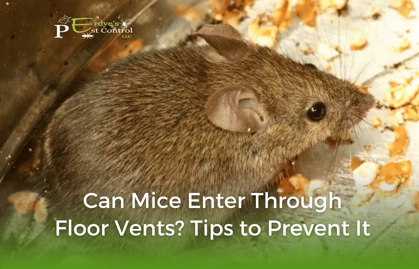Can Mice Enter through Floor Vents? Tips to Prevent It Erdye's Pest