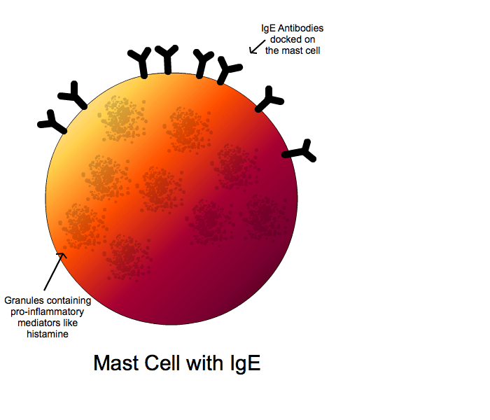 The Physiology of Food Allergies Erica Julson