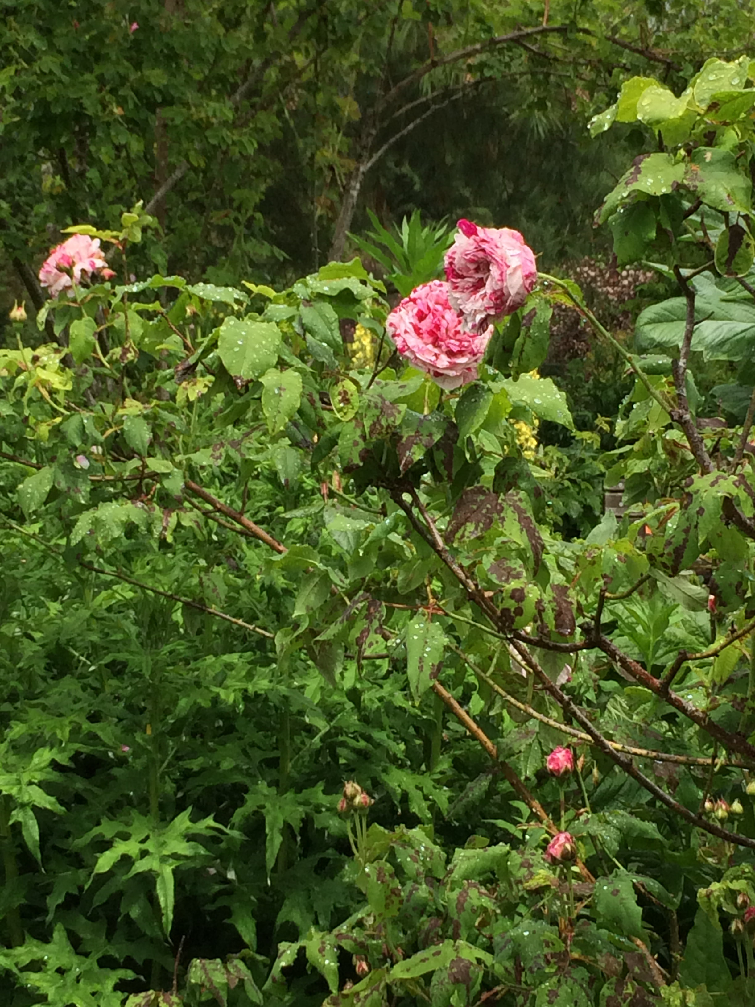 Rosa 'Variegata di Bologna'
