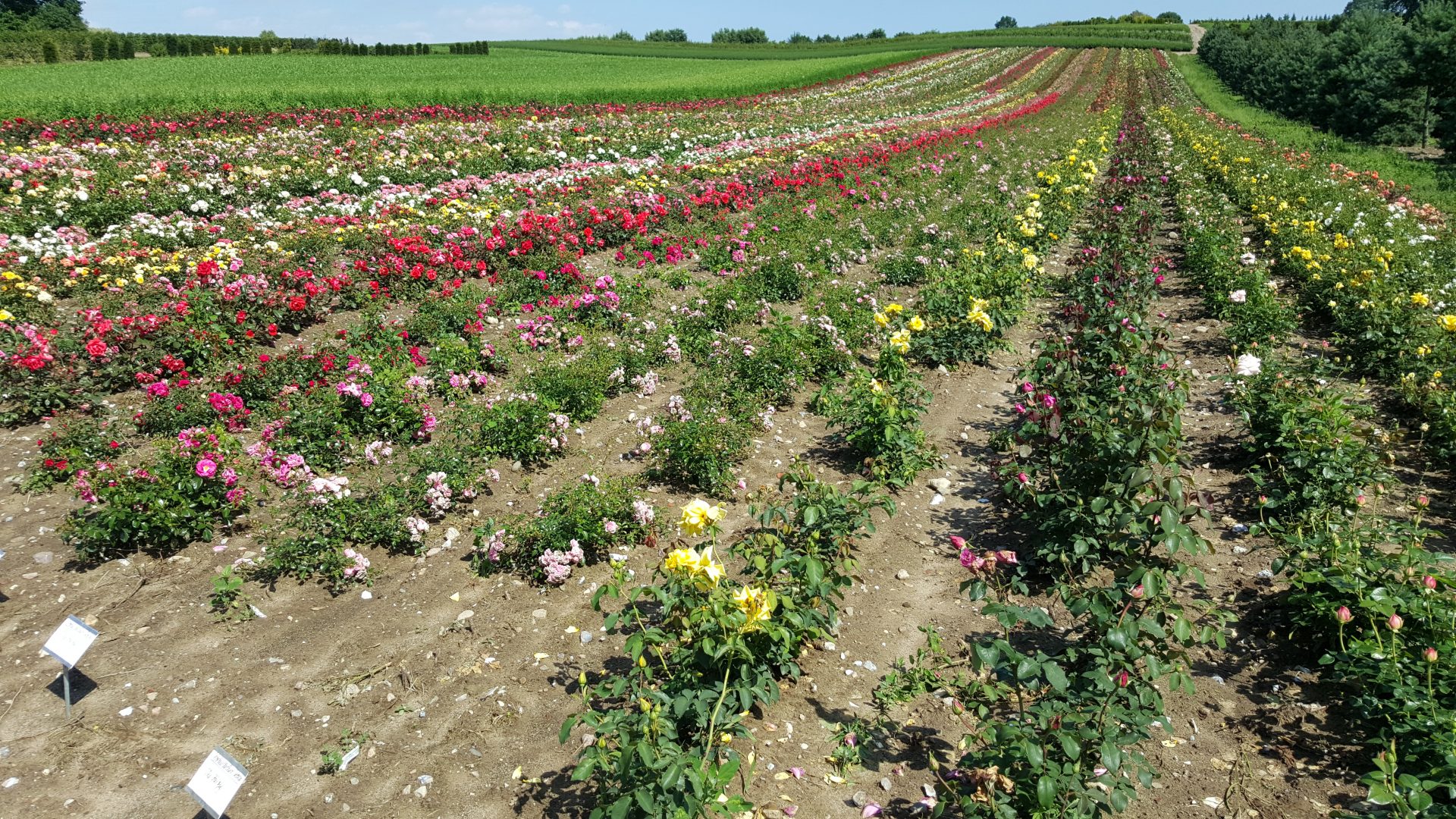Rosen Blumen und Pflanzenmarkt Rahlf GmbH & Co. KG