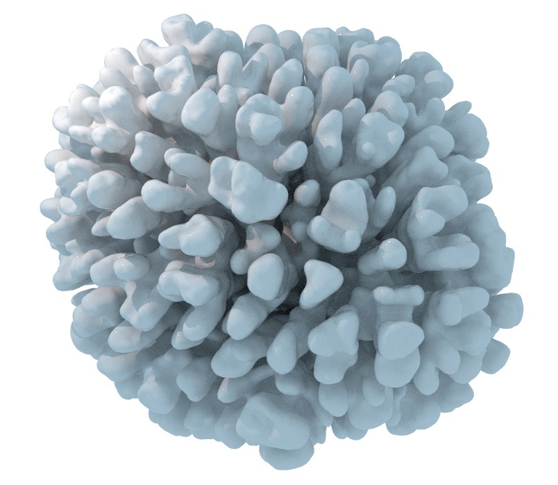 EdgeBased Differential Growth