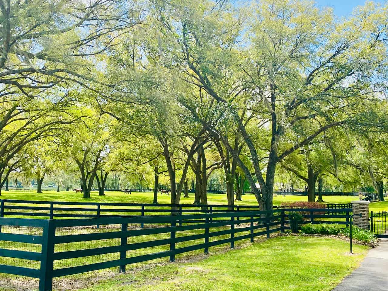 Best Horse Farms A Scenic Drive Through the Ocala Equestrian Scene