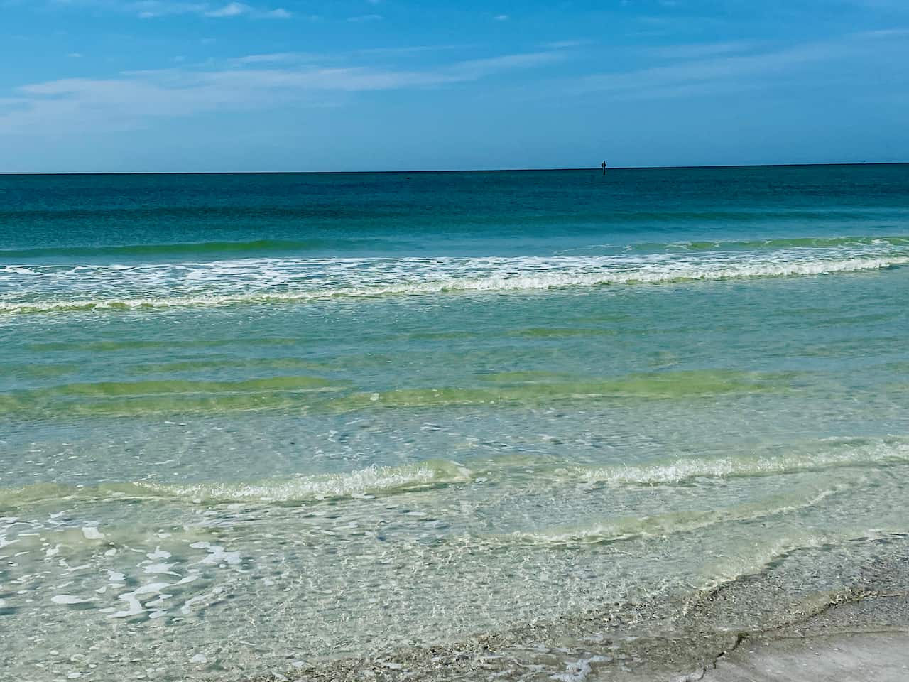 Are There Sharks in Siesta Key & Sarasota FL? 8 Safety Tips