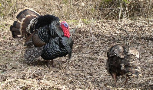 Poultry