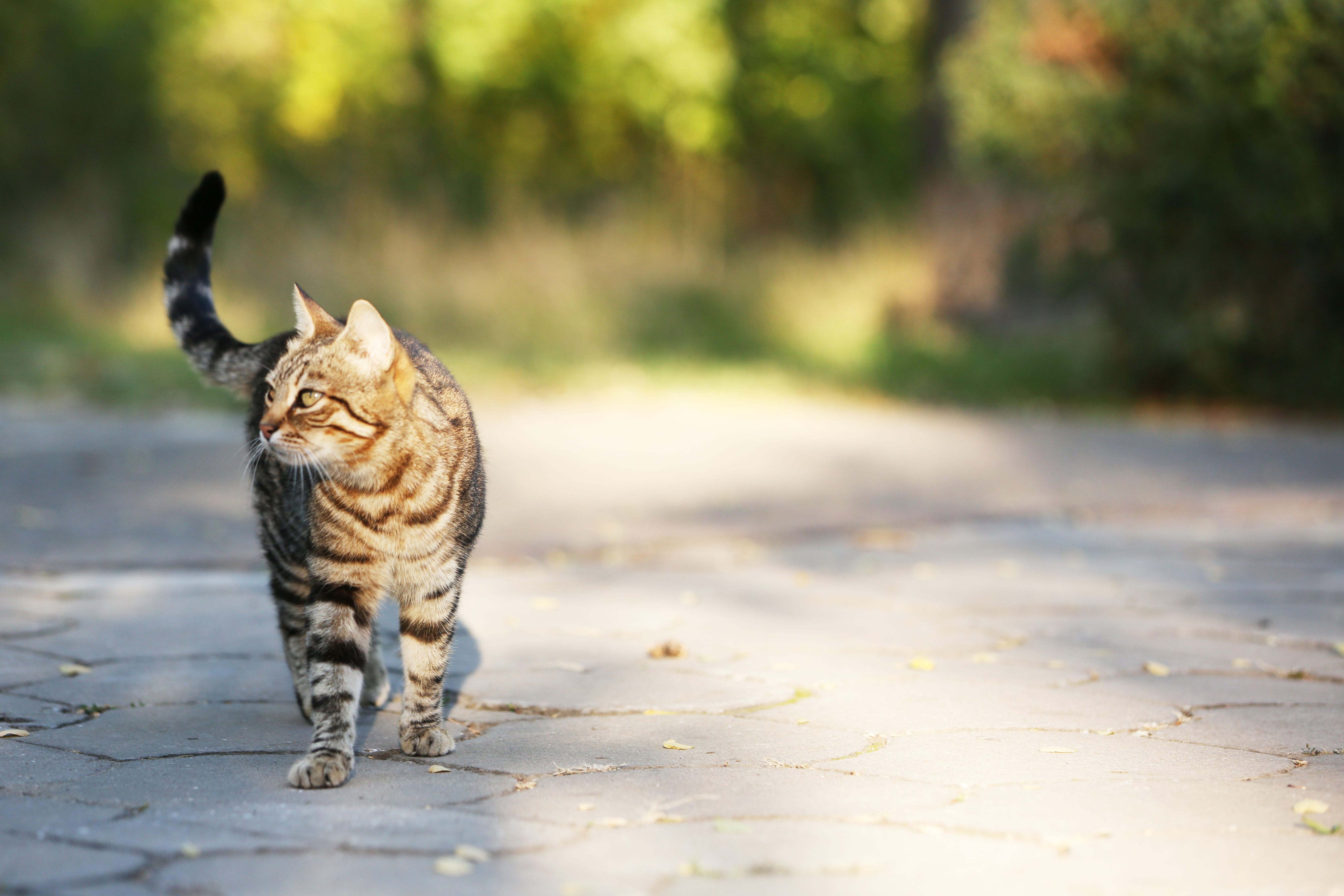 Narbe Kastration Katze Wann Verheilt Captions HD