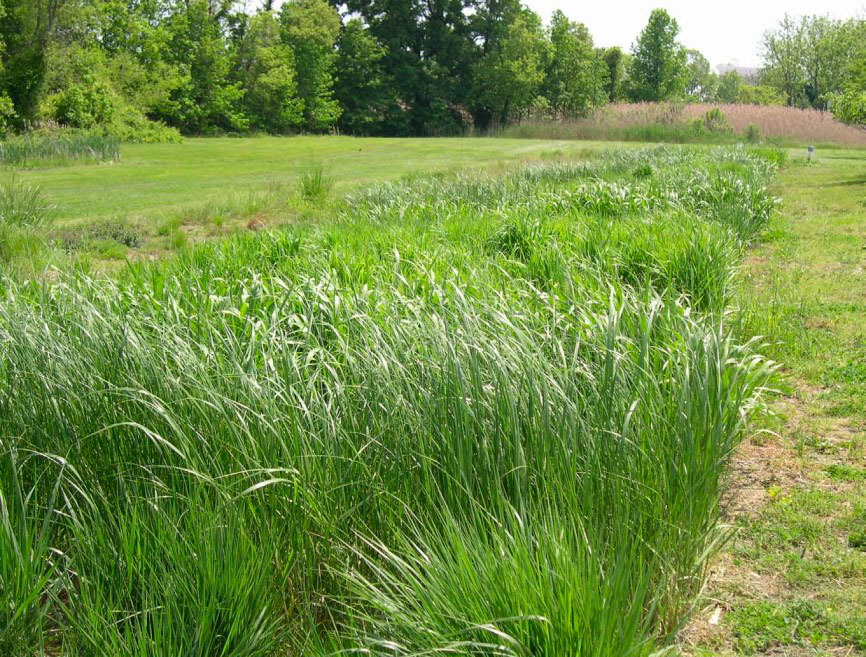 Switchgrass for Riparian Buffers Ernst Conservation Seeds