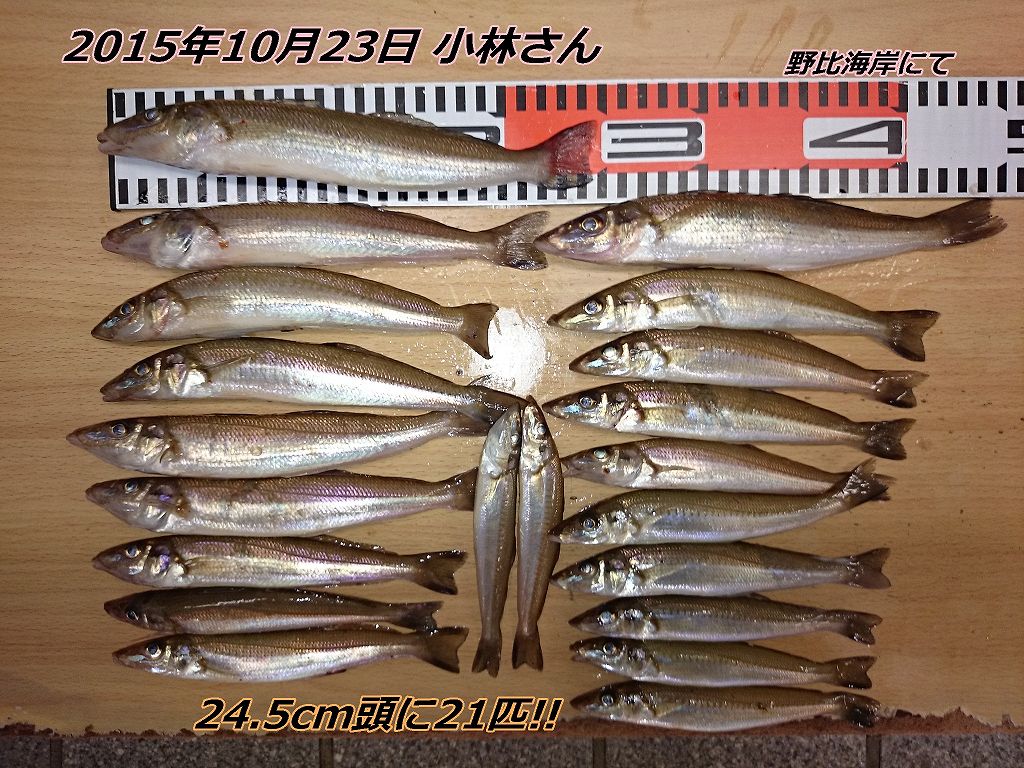 シロギス21匹で1126g(^^)/ エサの釣り王