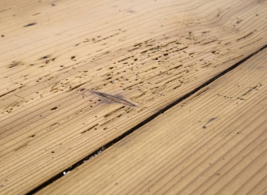 How To Treat Woodworm 5 Questions » ESB Flooring
