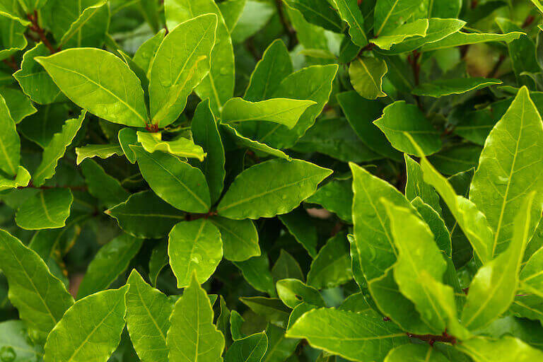 Bay Leaves What Are They and How to Use Them in Cooking Escoffier