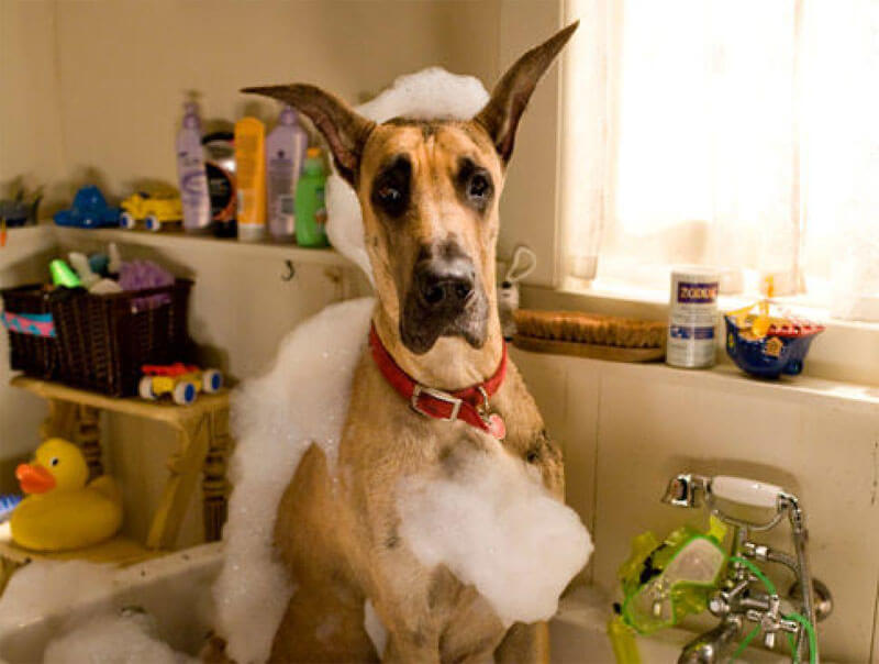 Marmaduke, un gran danés de lo más travieso Es cosa de Perros