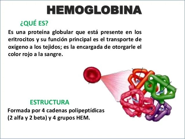 Hemoglobina Escuelapedia Recursos EducativosEscuelapedia Recursos