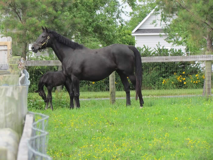 Kent Island Sporthorses SALES