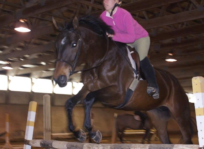 Kent Island Sporthorses BIANNA PHOTOS