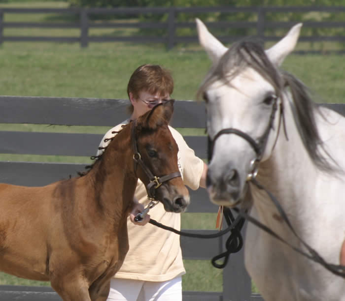 Kent Island Sporthorses DONAVAN FILLIES