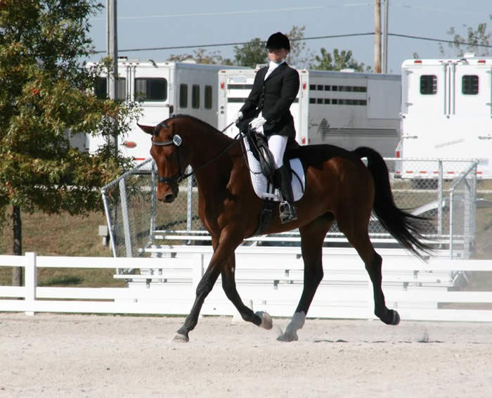 Kent Island Sporthorses NEWS