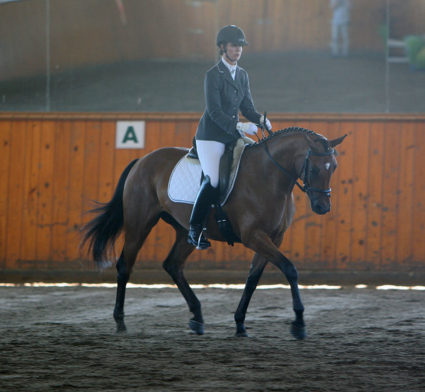 Kent Island Sporthorses REFERENCE STALLIONS