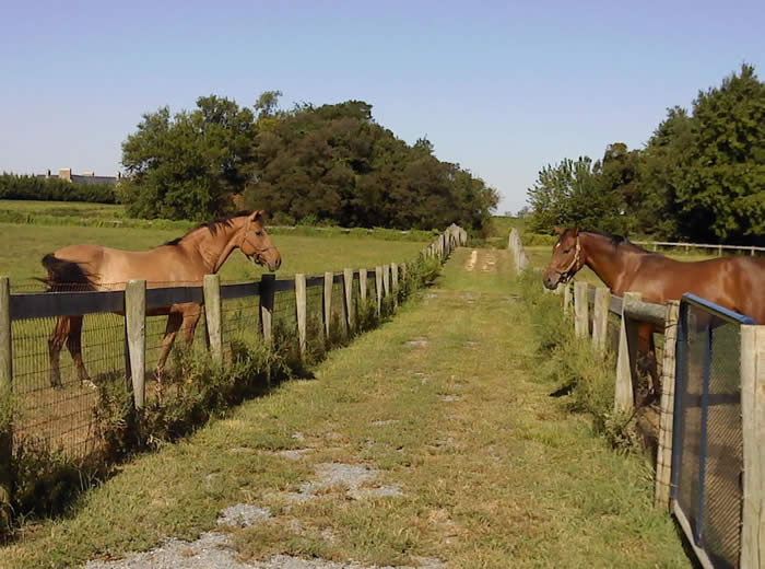 Kent Island Sporthorses NEWS