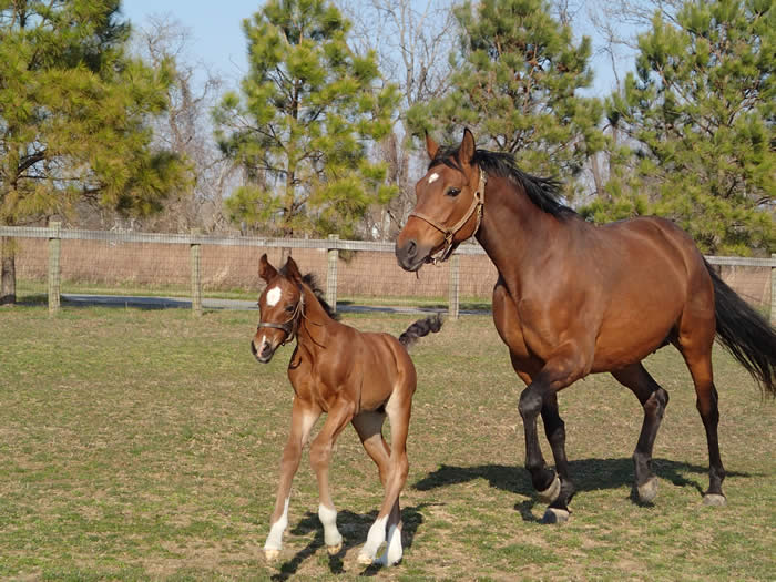 Kent Island Sporthorses ROSALL OFFSPRING