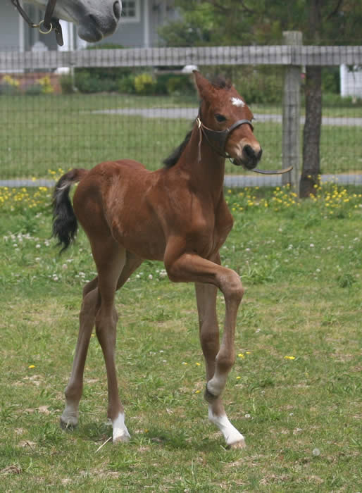 Kent Island Sporthorses ROSALL OFFSPRING