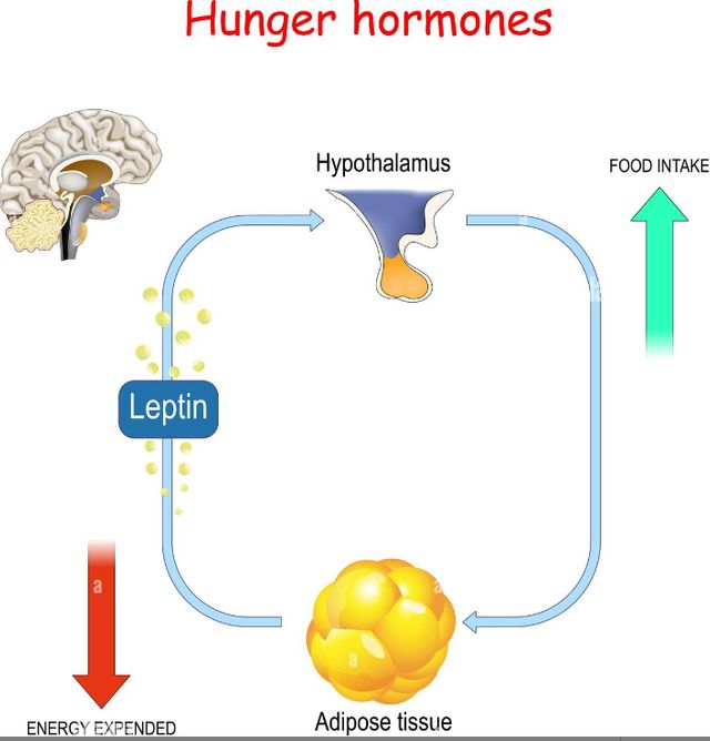 What Part of the Brain Controls Hunger The Facts You Must Know