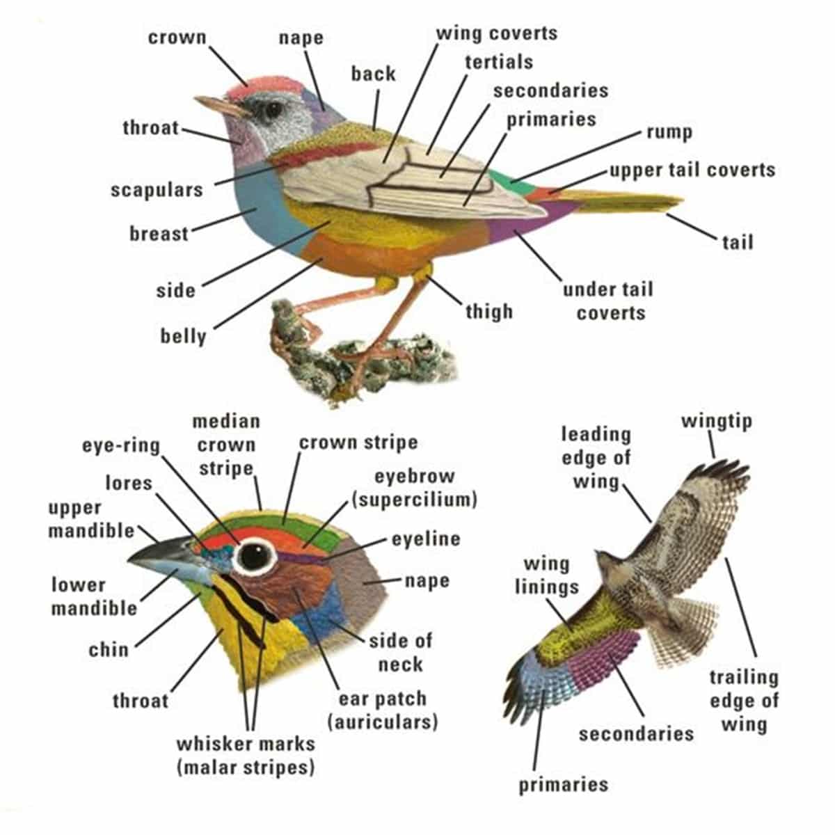 “Animal Body Parts’ Vocabulary in English ESL Buzz