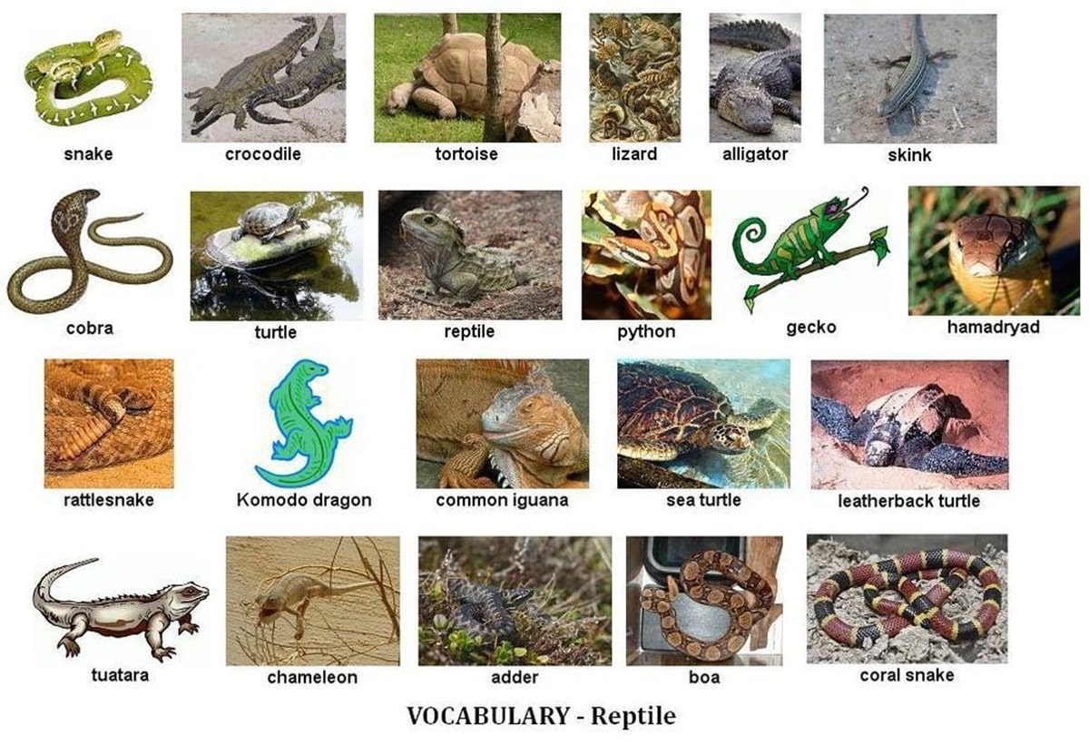 Learn English Vocabulary through Pictures 100+ Animals