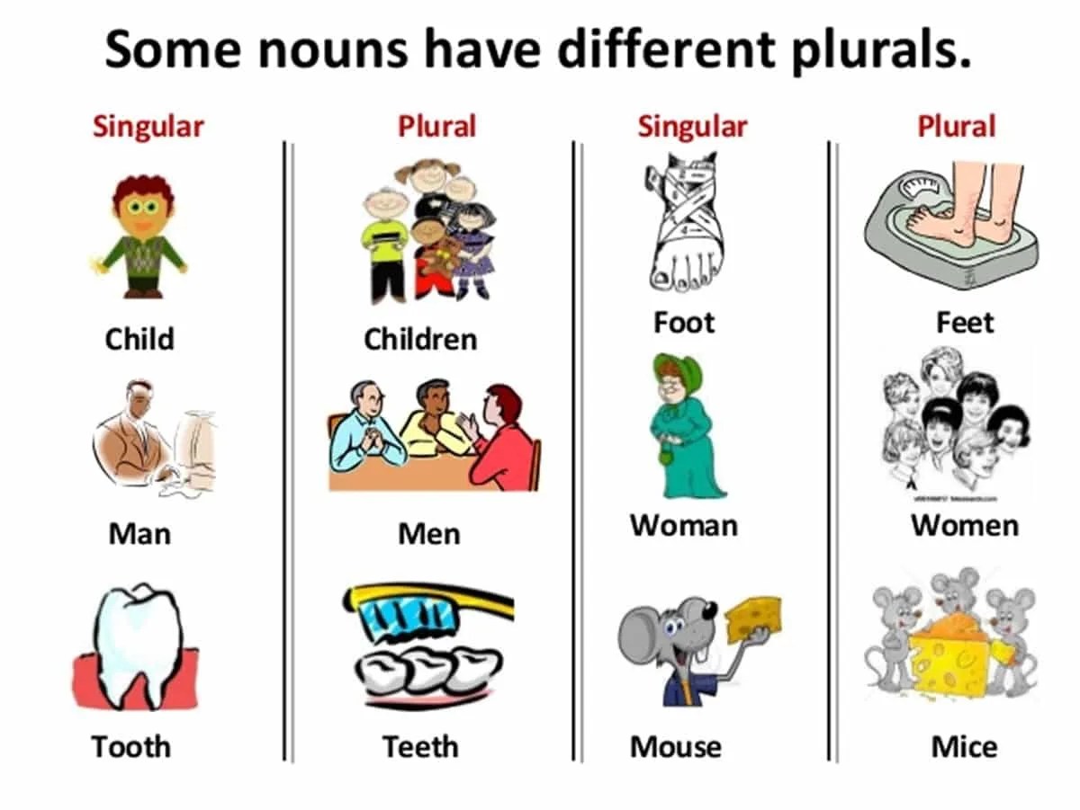 Singular and Plural Nouns Definitions, Rules & Examples ESLBUZZ