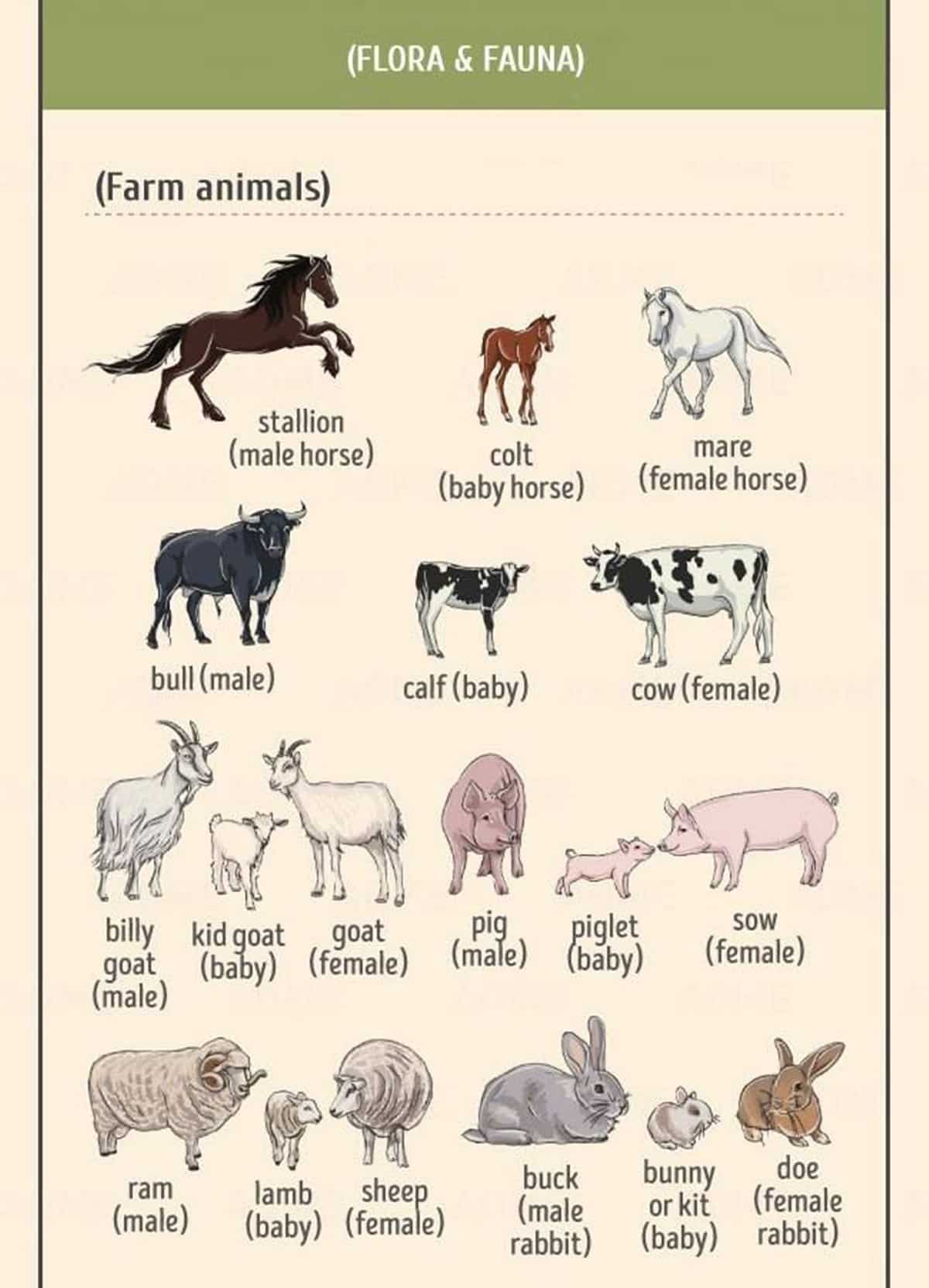 Male Animal / Male Female Baby Animal Names In English With Useful