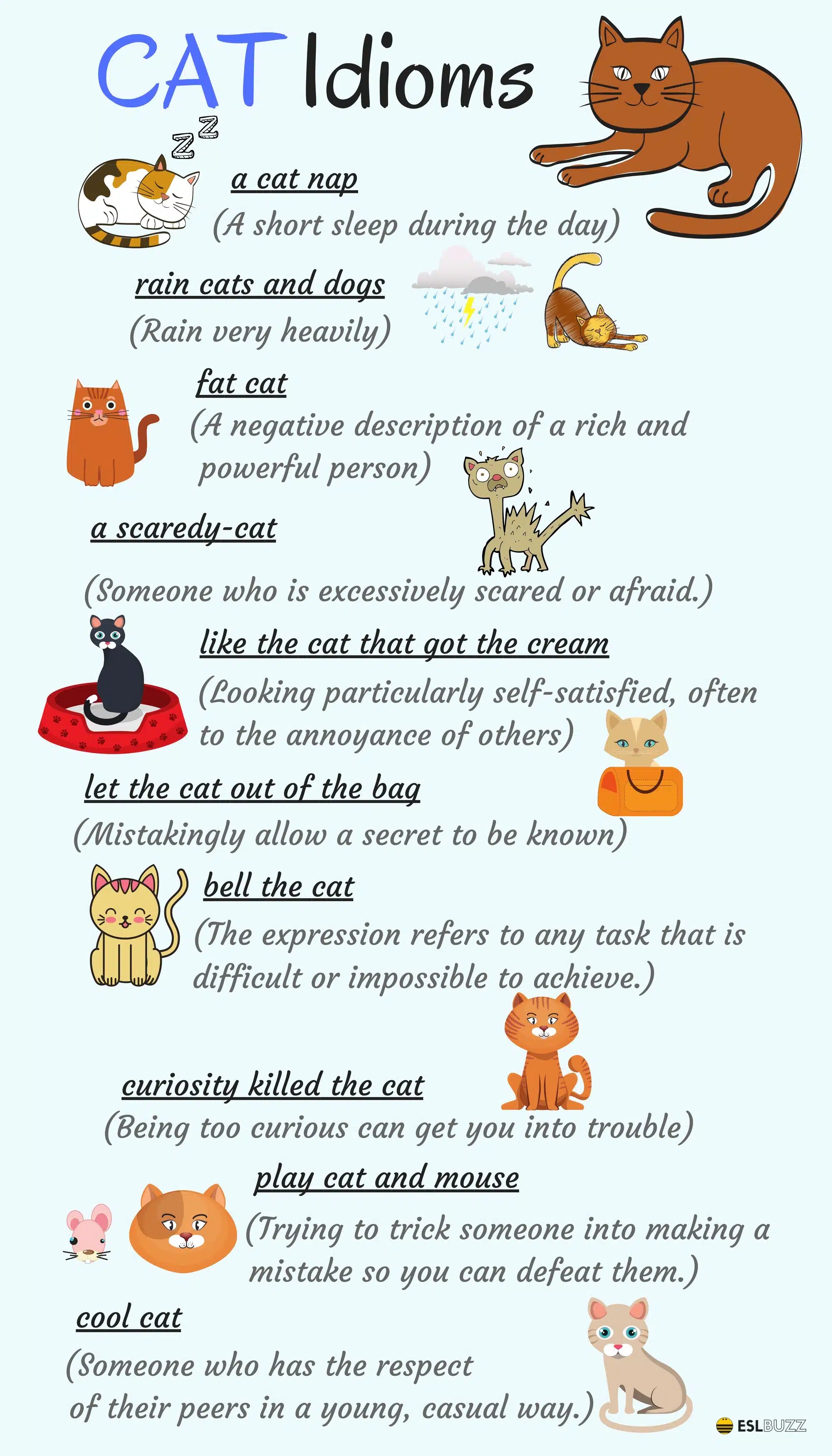 A Cats And A Dog Expression Meaning