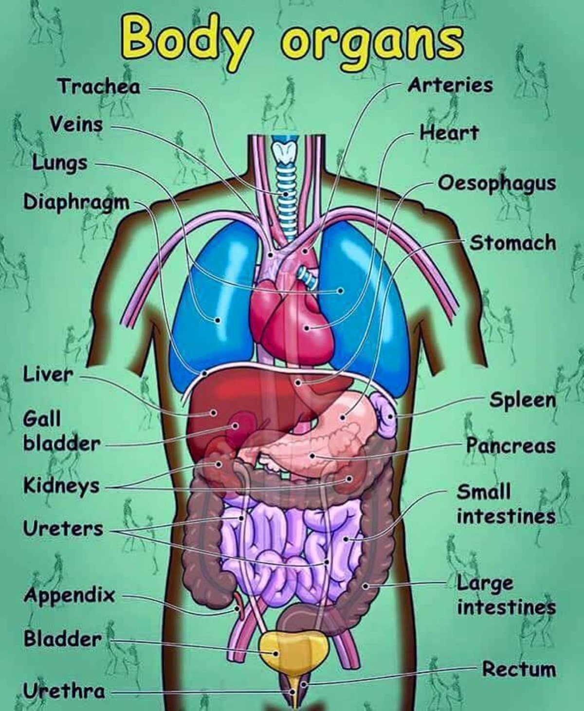 Human Body Parts and Internal Body Parts Vocabulary - ESLBUZZ