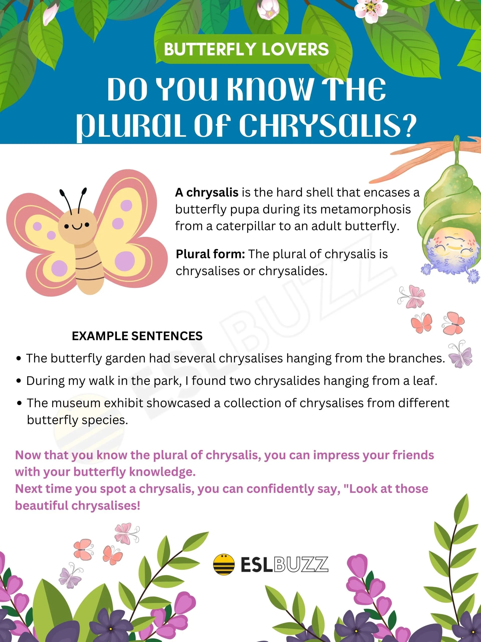 Plural Of Diagnosis Mastering English Grammar! ESLBUZZ, 44 OFF