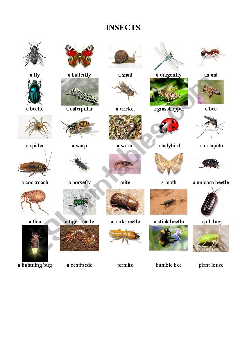 Insects ESL worksheet by MarinaVoronina