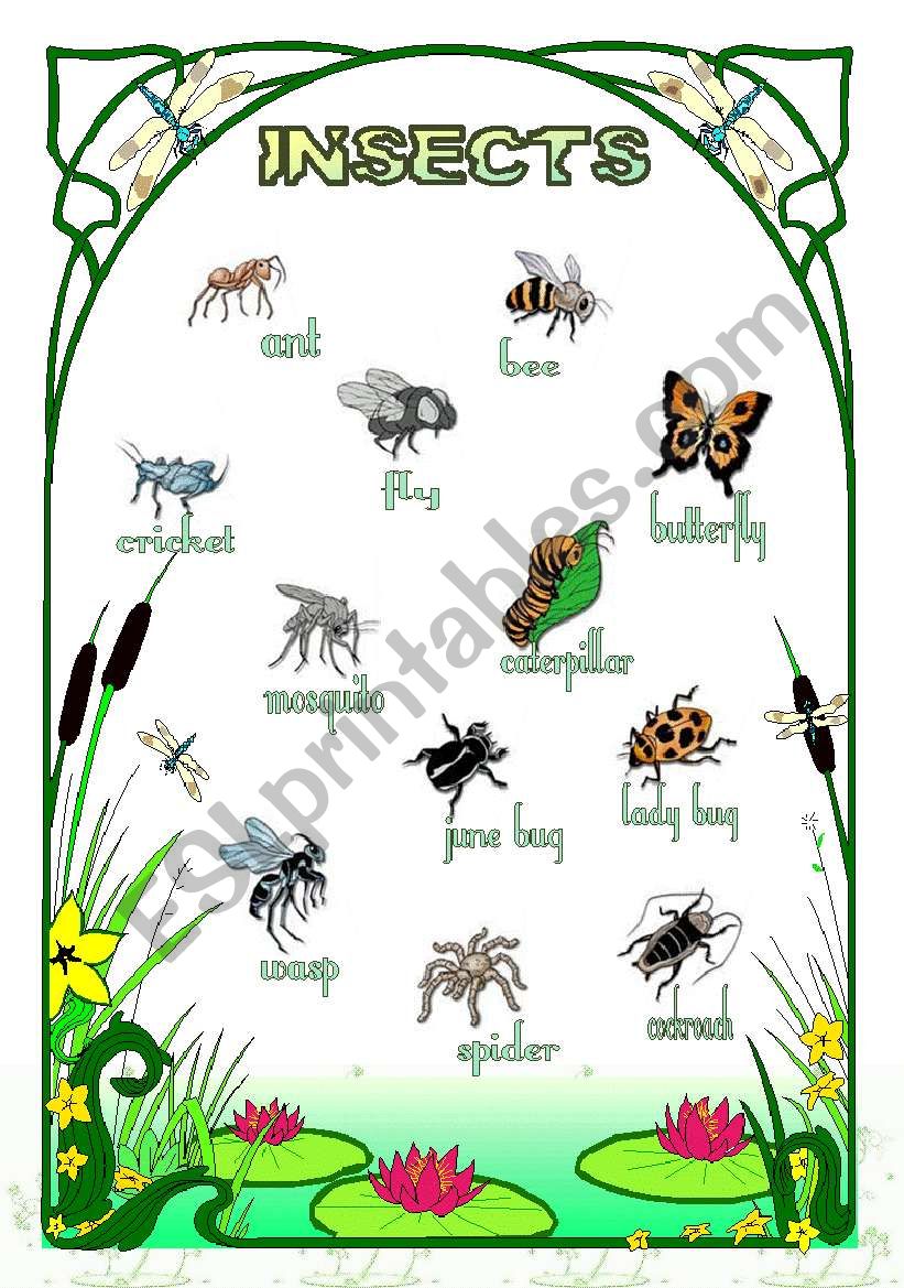 Insects ESL worksheet by vanda51