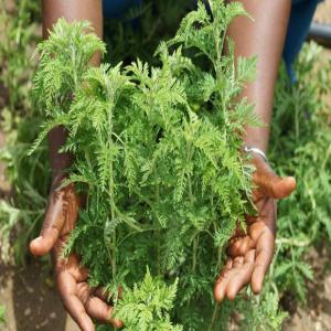 Tisane Artemisia Annua Bio Cameroun 25000 Fcfa La Tonne 5 Tonnes Cameroun Producteur Recherche De Client Espaceagro