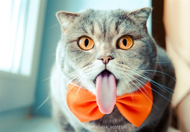 Voici Melissa, la chatte qui tire la langue comme Einstein