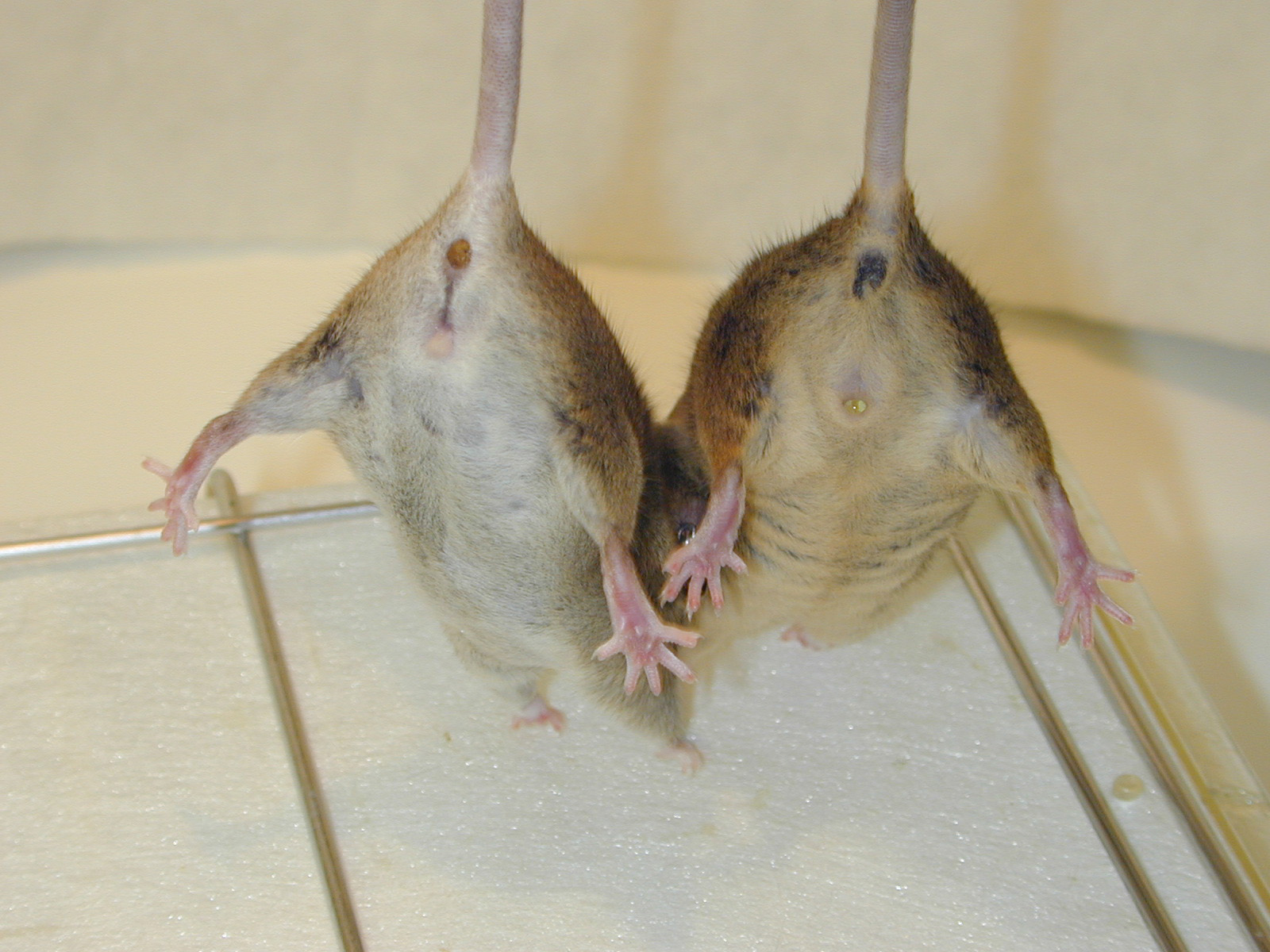 Fancy Mice Breeders • View topic whitebellied agouti