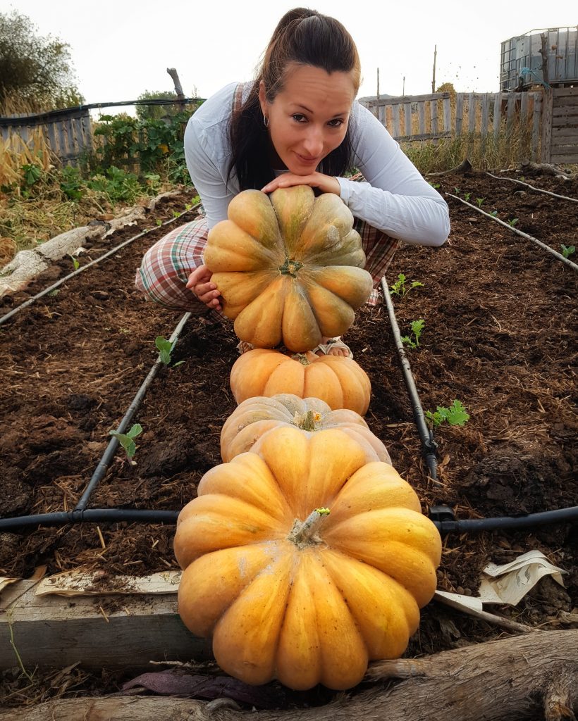 Como cultivar calabazas sin arar la tierra. Método no dig