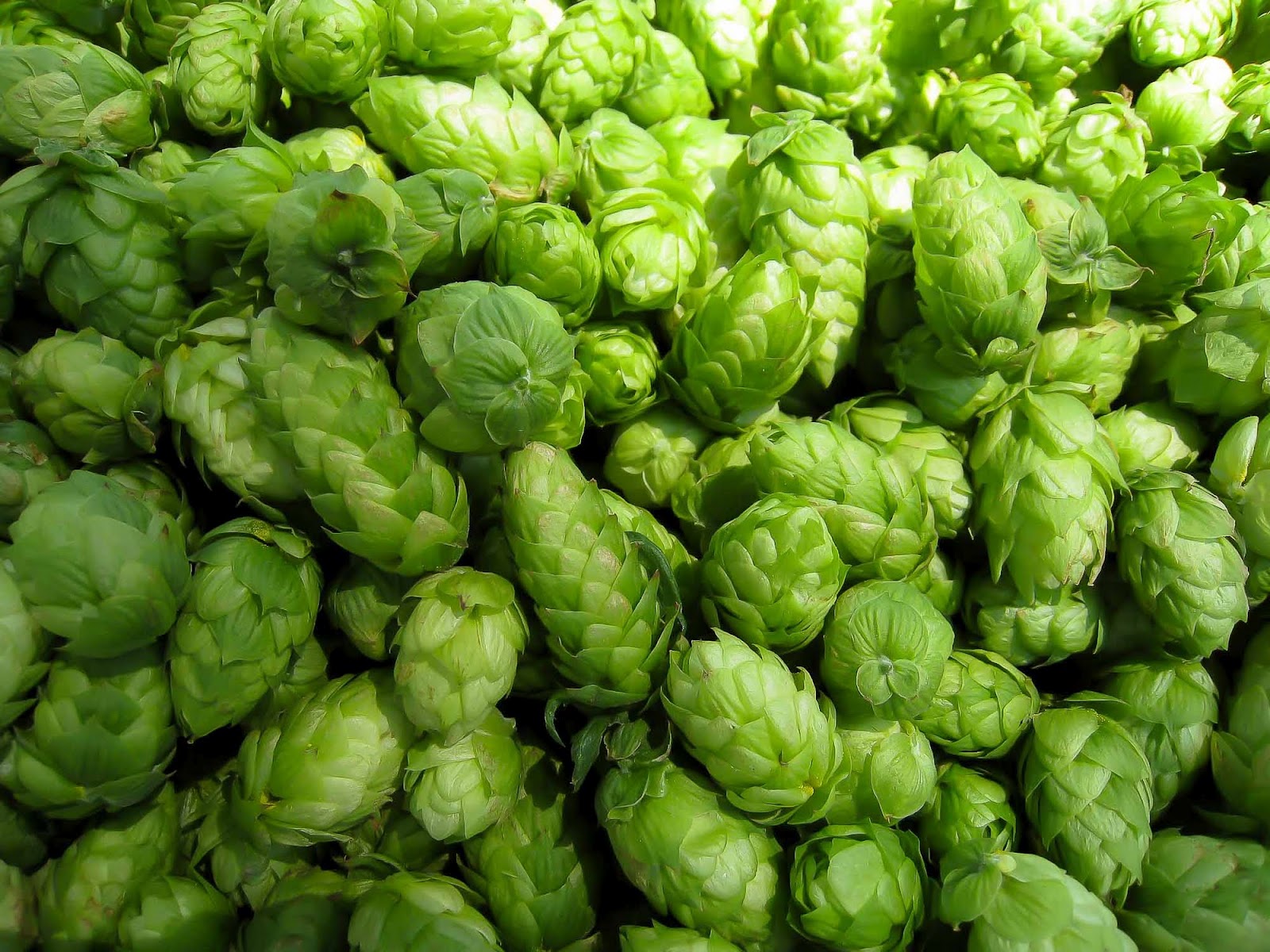 a Brewmaster by Growing your Own Hops Espoma