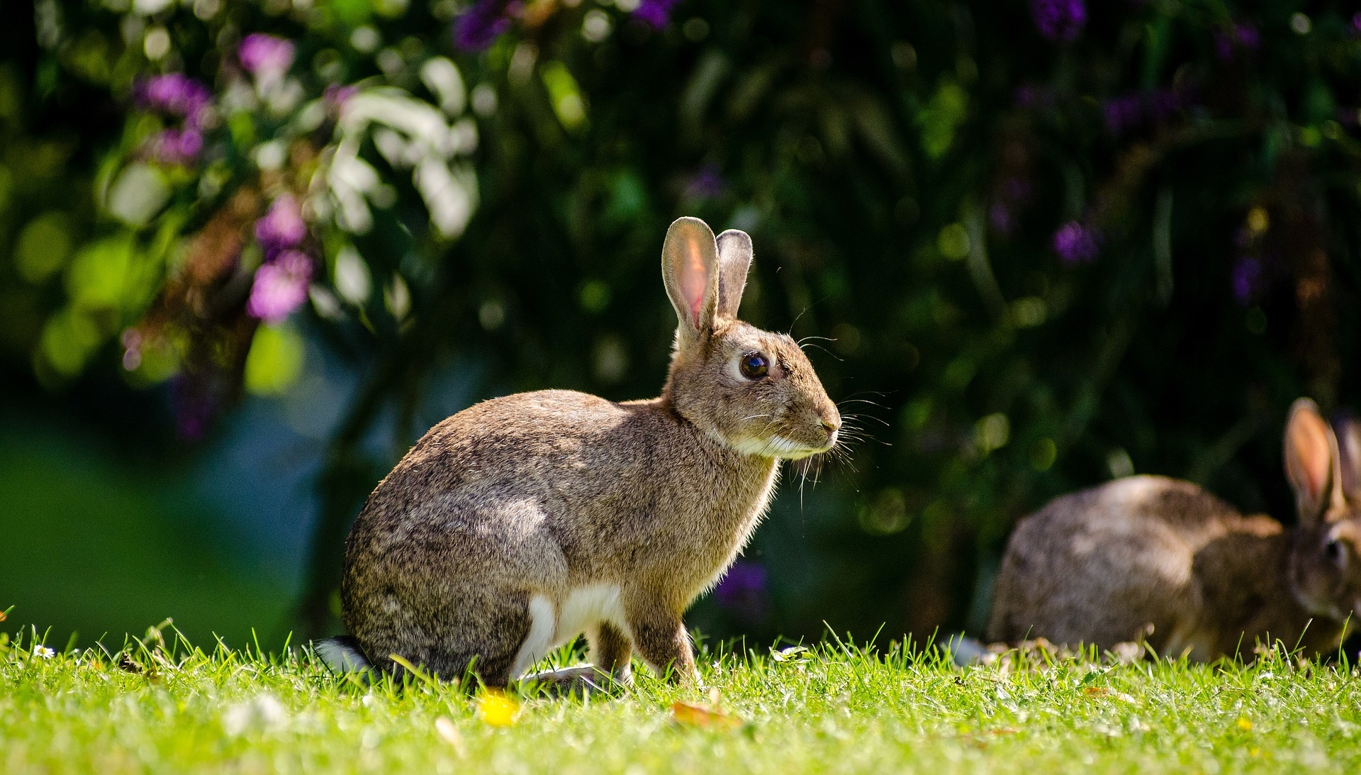 Keep deer and other pests away from plants Espoma