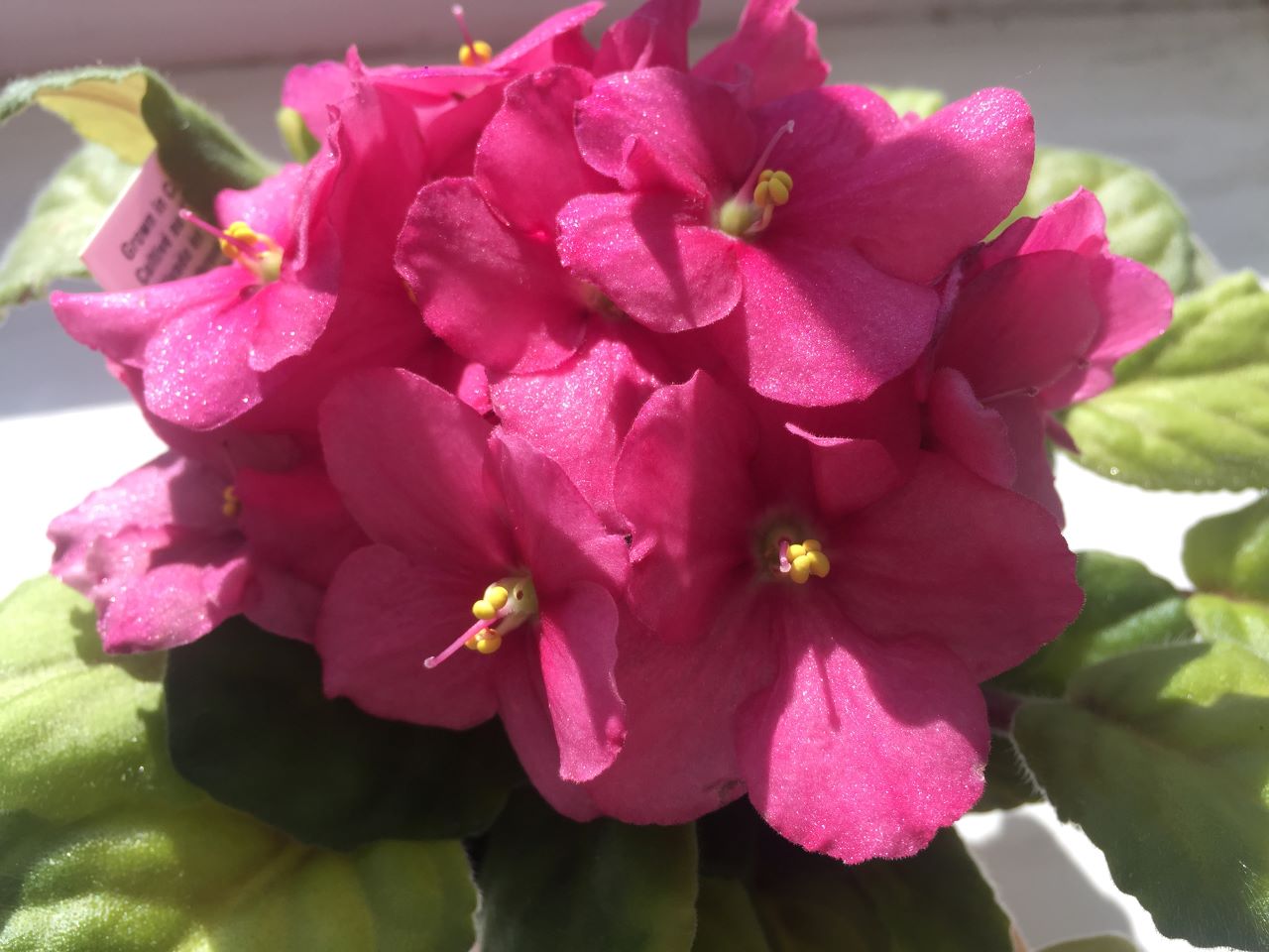 Espoma 6 Steps to Keep African Violets Blooming