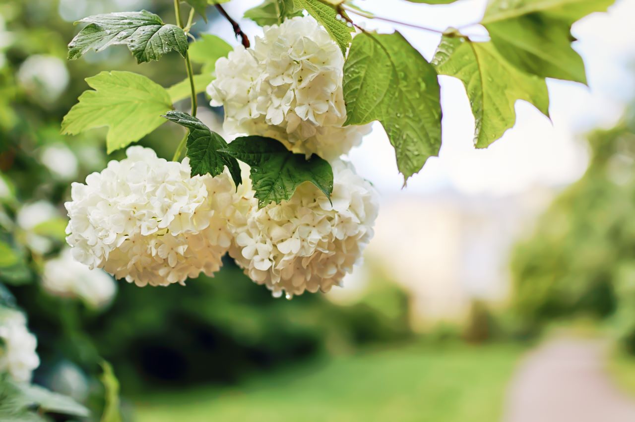 How to Grow a Hydrangea Tree Espoma