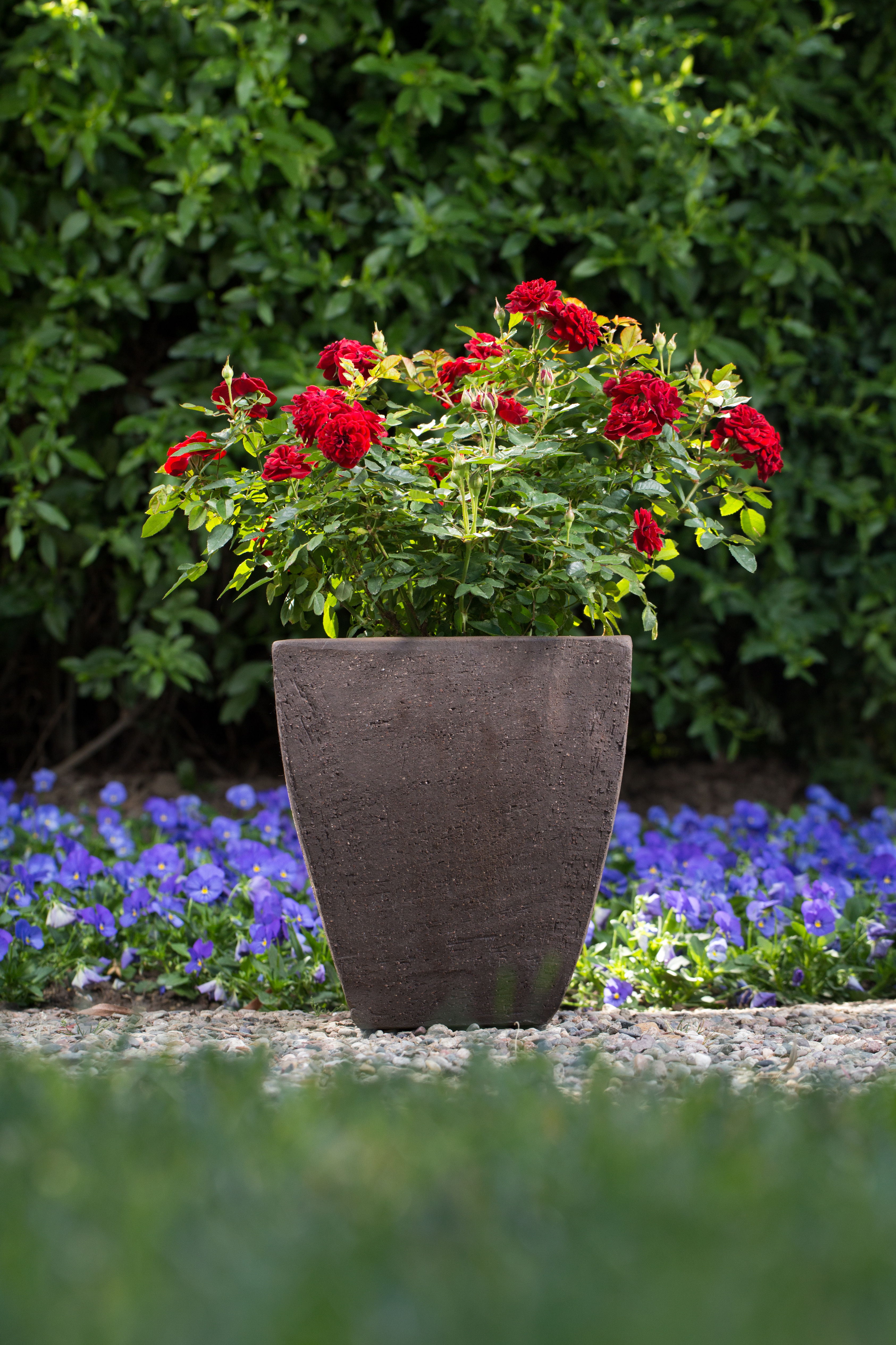 The Best Roses to Grow in Any Situation Espoma