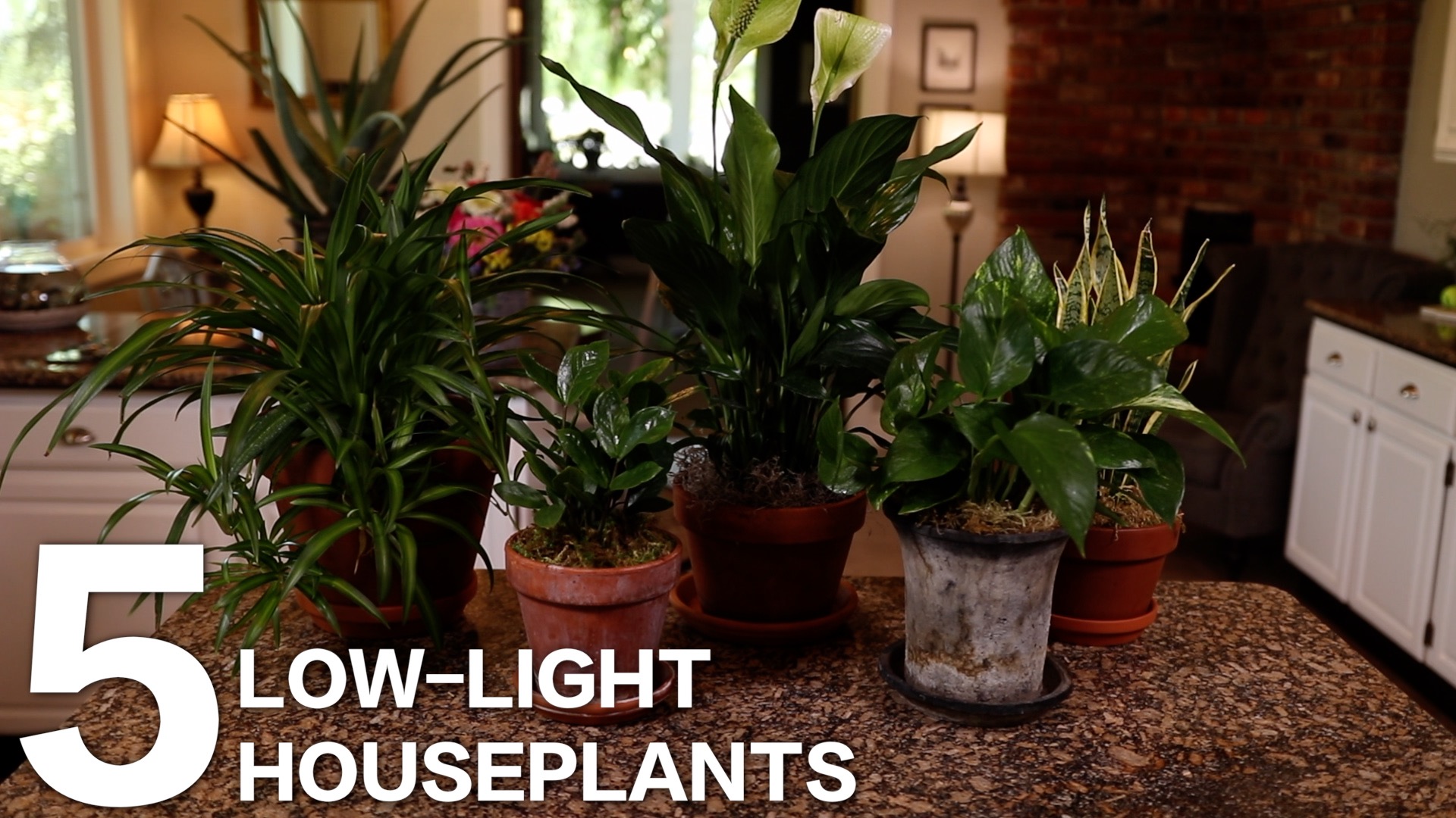 Top 5 Low Light Houseplants Espoma